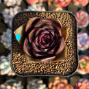 Echeveria 'Volare' 1"-2" Succulent Plant Cutting