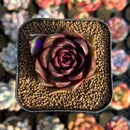 Echeveria 'Volare' 1"-2" Succulent Plant Cutting