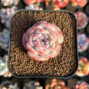 Echeveria sp. 1" Succulent Plant Cutting