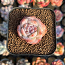 Echeveria sp. 1" Succulent Plant Cutting