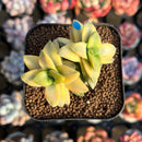 Crassula 'Springtime' Variegated 1" Succulent Plant Cutting