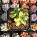 Crassula 'Springtime' Variegated 1" Succulent Plant Cutting