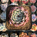 Echeveria sp. 1" Succulent Plant Cutting