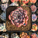 Echeveria 'Jackal' 1" Succulent Plant Cutting