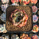 Echeveria sp. 1" Succulent Plant Cutting