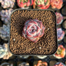 Echeveria sp. 1" Succulent Plant Cutting