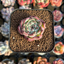 Echeveria sp. 1" Succulent Plant Cutting