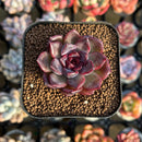 Echeveria 'Purple Wine' 2" New Hybrid Succulent Plant Cutting