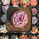Echeveria 'Pink Shadow' 1" Succulent Plant Cutting