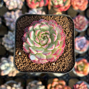 Echeveria 'Charles Rose' 1" Succulent Plant Cutting