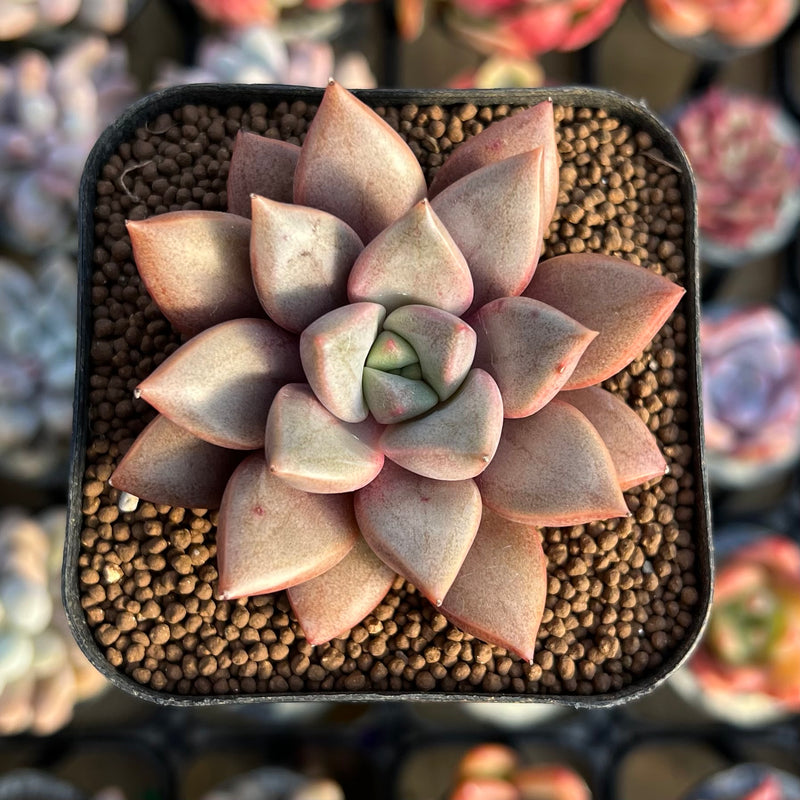 angel succulent plant Echeveria 'Angel Star' 2” Succulent Plant Cutting