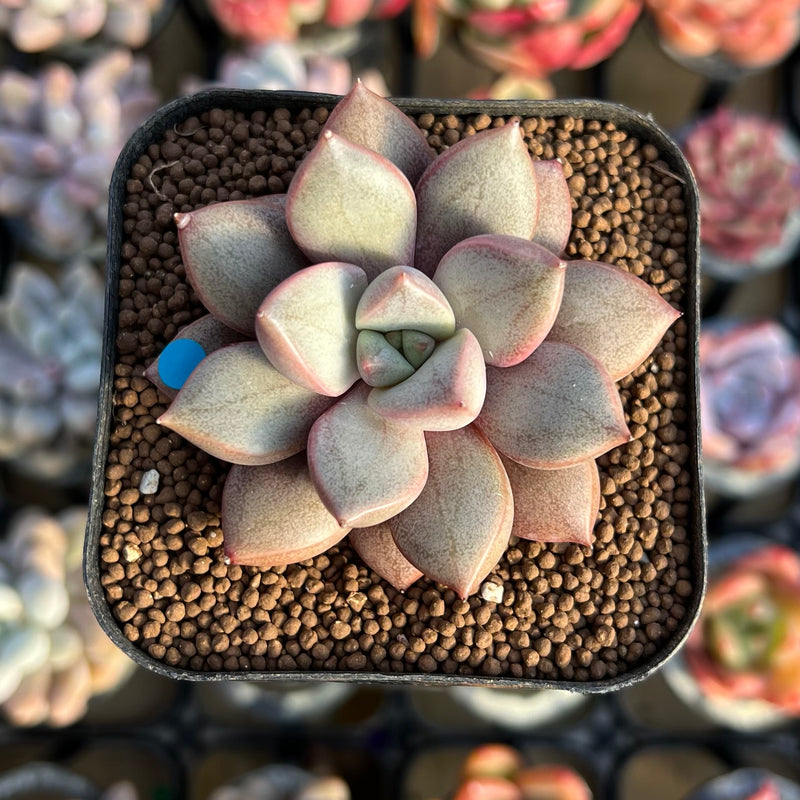 angel succulent Echeveria 'Angel Star' 2” Succulent Plant Cutting – True Succulents Plant  Co