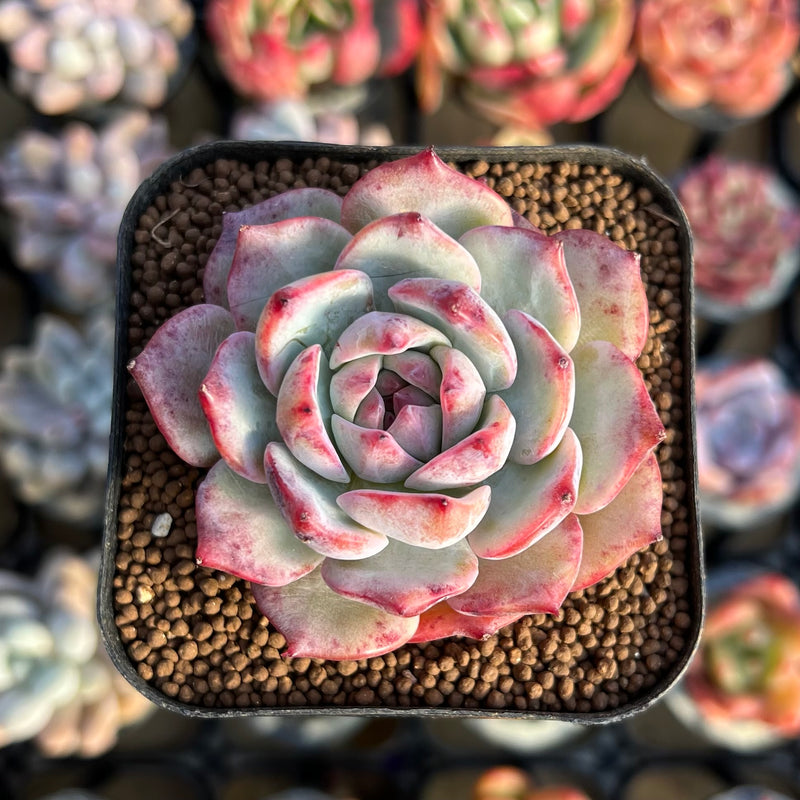 Echeveria 'Prism' 2