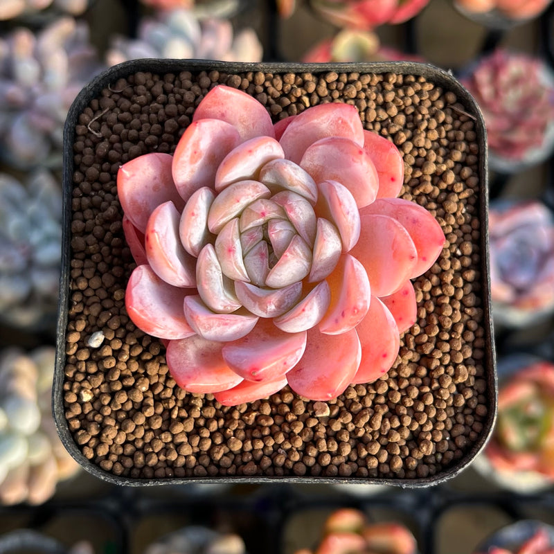 white rose succulent Echeveria 'White Rose' 2" Succulent Plant Cutting – True Succulents Plant  Co