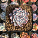 Echeveria 'Purplidic' 1" Succulent Plant Cutting
