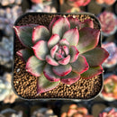 Echeveria Agavoides 'Blue Jean Marie' Variegated 1"-2" Succulent Plant Cutting