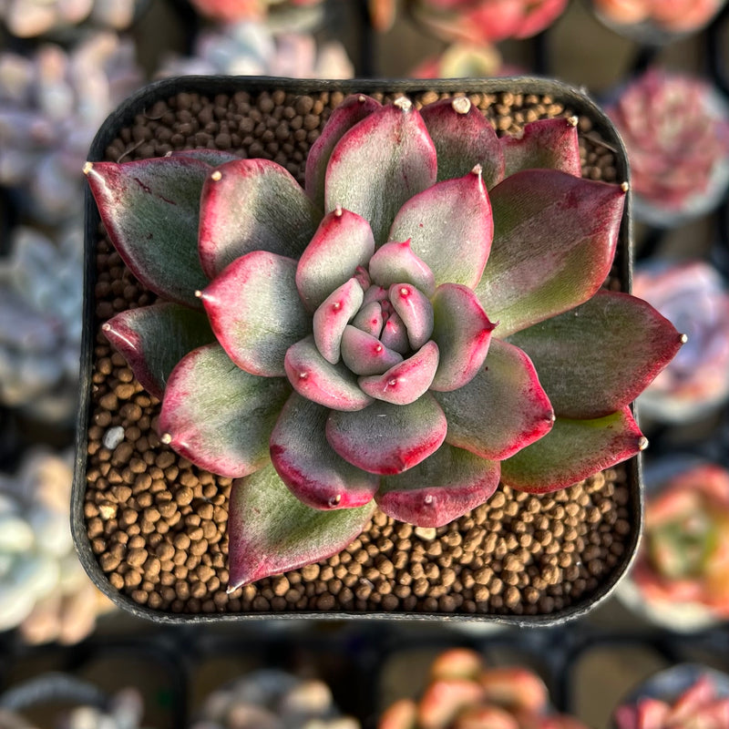 Echeveria Agavoides 'Blue Jean Marie' Variegated 1