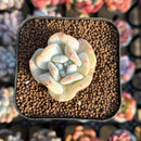 Echeveria 'Exotic' 1" Succulent Plant Cutting