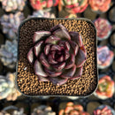 Echeveria 'Magenta' 1"-2" New Hybrid Succulent Plant Cutting