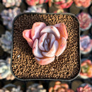 Echeveria 'Bambino' 1" Succulent Plant Cutting