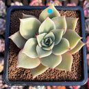 Echeveria 'Pink Sunset' 2"-3" Succulent Plant Cutting