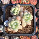 Echeveria 'Pretty Woman' 2" Succulent Plant Cutting