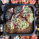 Echeveria 'Revolution' 2"-3" Cluster Succulent Plant Cutting