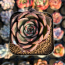 Echeveria 'Padma' 2" Succulent Plant Cutting