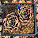 Echeveria 'Padma' 3" Succulent Plant Cutting