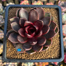 Echeveria 'Twinkle' 2"-3" Succulent Plant Cutting