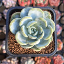 Echeveria 'Chloe' 2" Succulent Plant Cutting