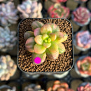 Sedum 'Lucidum Obesum' Variegated 1" Succulent Plant Cutting