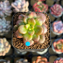 Sedum 'Lucidum Obesum' Variegated 1" Succulent Plant Cutting