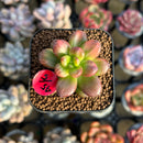Sedum 'Lucidum Obesum' Variegated 1" Succulent Plant Cutting