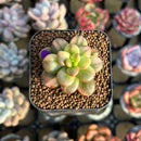 Sedum 'Lucidum Obesum' Variegated 1" Succulent Plant Cutting