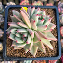 Echeveria Agavoides 'Marine' 3"-4" Succulent Plant Cutting