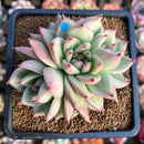 Echeveria Agavoides 'Marine' 3"-4" Succulent Plant Cutting