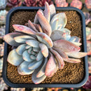 Echeveria 'Orange Monroe' 3" Succulent Plant Cutting