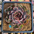 Echeveria 'Wild Berry' 3" Succulent Plant Cutting