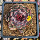 Echeveria 'Wild Berry' 3" Succulent Plant Cutting