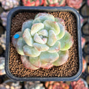 Echeveria 'Icy Green' Mutated 2" Succulent Plant Cutting