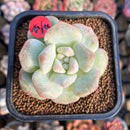 Echeveria 'Icy Green' Mutated 2" Succulent Plant Cutting