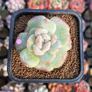 Echeveria 'Icy Green' Mutated 2" Succulent Plant Cutting