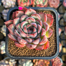 Echeveria 'Morta' 2" Succulent Plant Cutting
