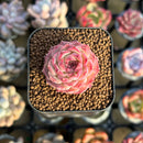 Echeveria 'Lovely Cherry' 1" Succulent Plant Cutting