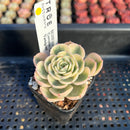 Echeveria 'Compton Carousel' Variegated 2" Succulent Plant