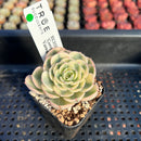 Echeveria 'Compton Carousel' Variegated 2" Succulent Plant