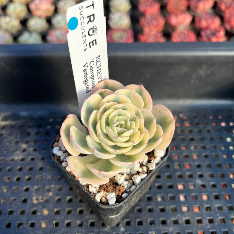 compton succulent Echeveria 'Compton Carousel' Variegated 2" Succulent Plant
