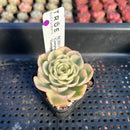 Echeveria 'Compton Carousel' Variegated 2" Succulent Plant