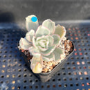 Echeveria 'Berkley Light' Variegated 2” Succulent Plant